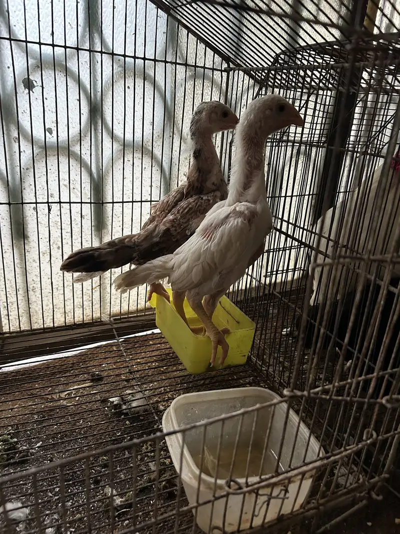 Black and white shamo chicks available pure and top quality birds — photo 4