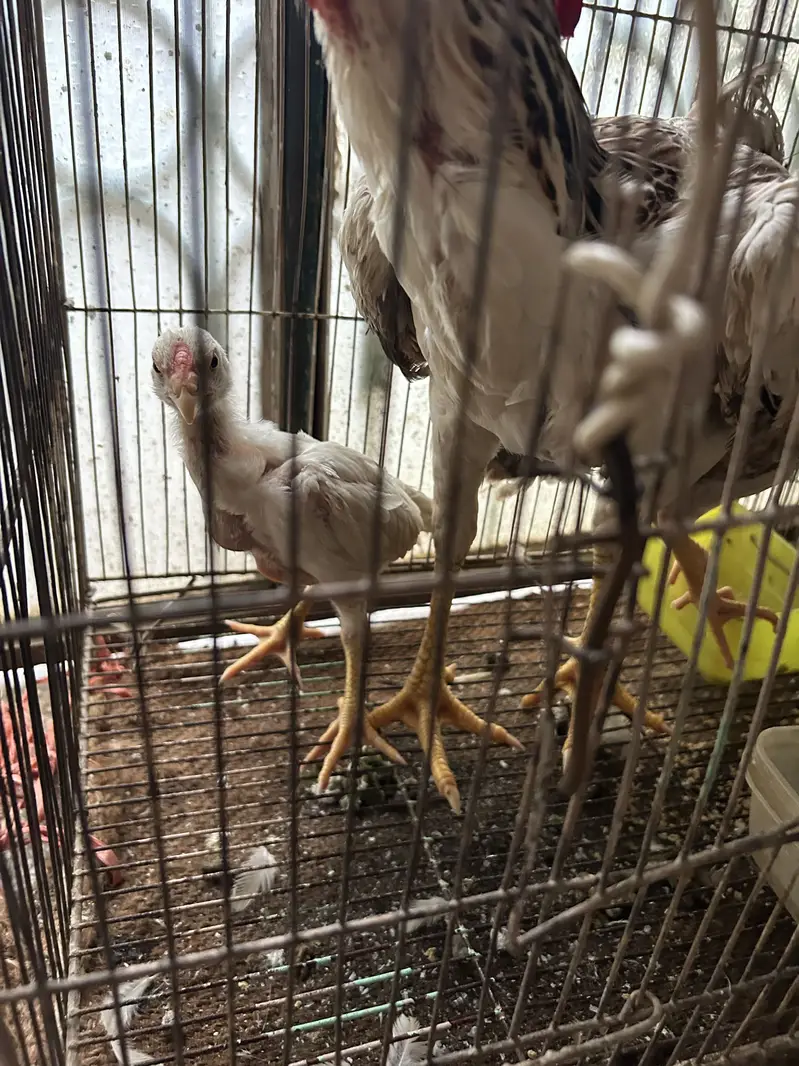 Black and white shamo chicks available pure and top quality birds — photo 5
