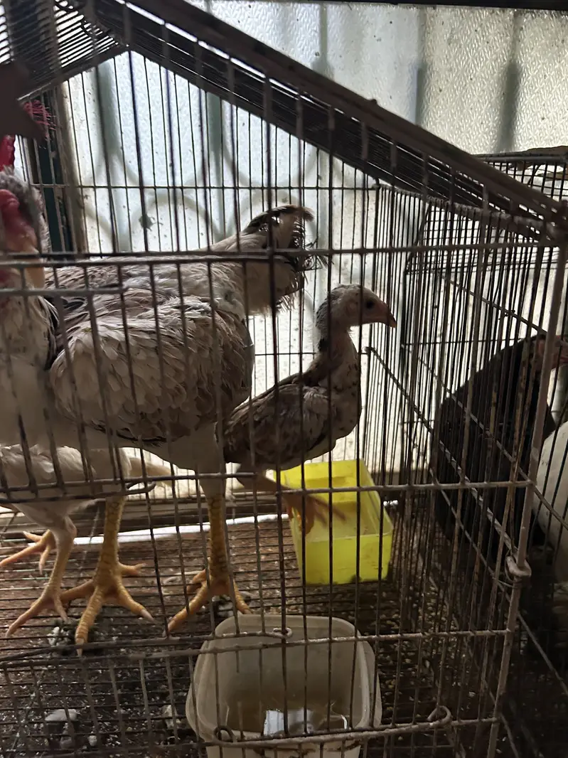 Black and white shamo chicks available pure and top quality birds — photo 6