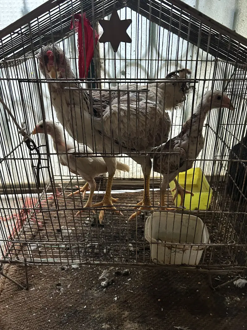Black and white shamo chicks available pure and top quality birds — photo 7