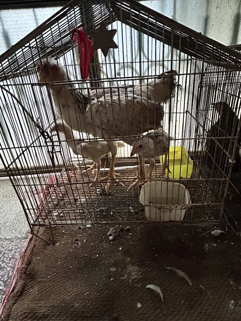 Black and white shamo chicks available pure and top quality birds — photo 8