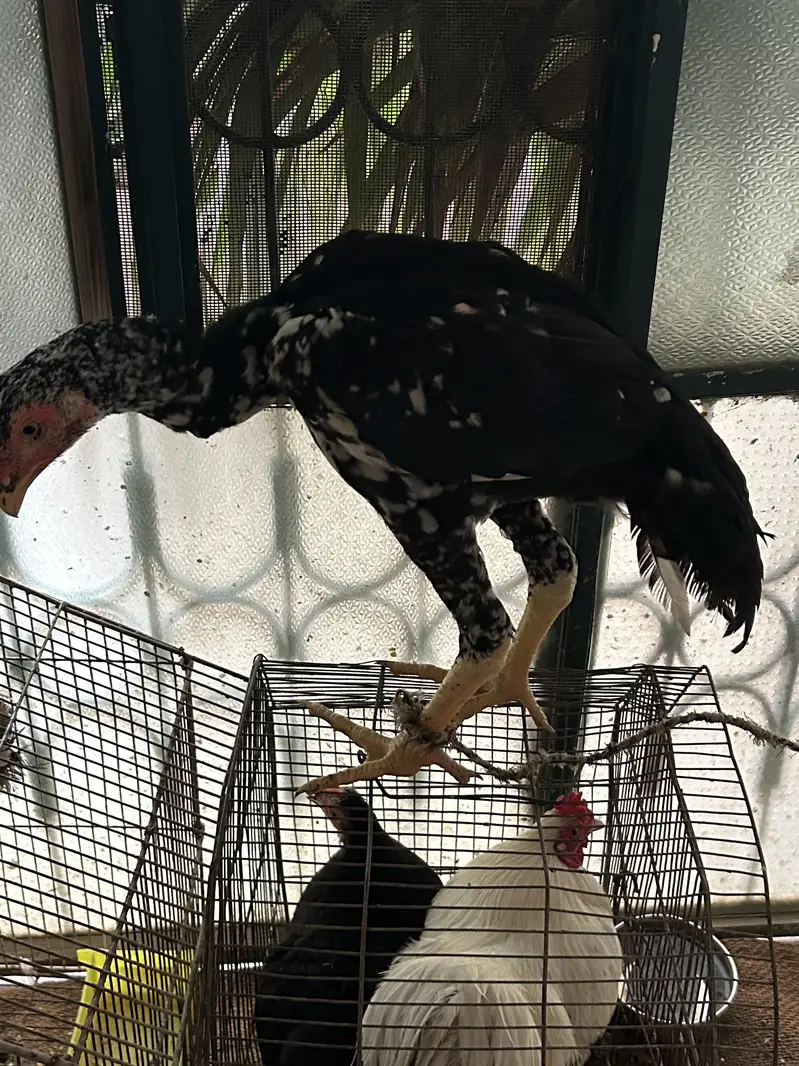 Black and white shamo chicks available pure and top quality birds — photo 9
