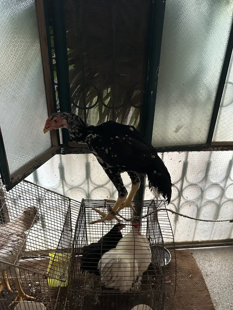 Black and white shamo chicks available pure and top quality birds — photo 10