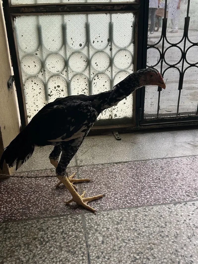 Black and white shamo chicks available pure and top quality birds — photo 11