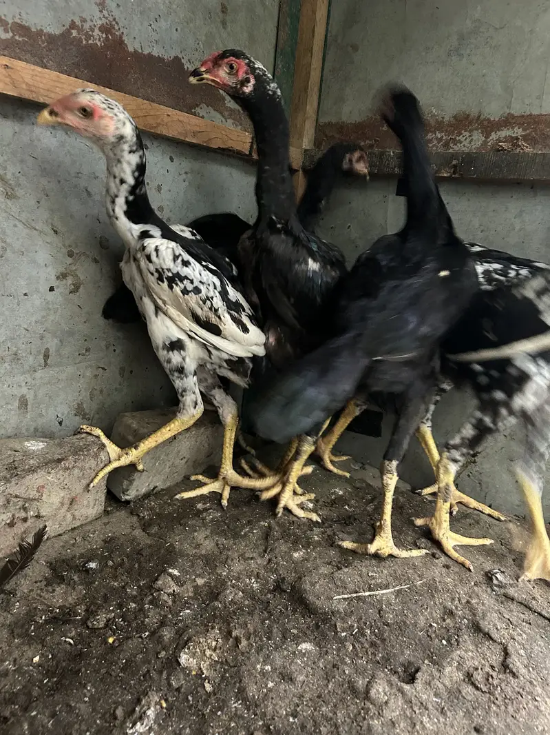 Black and white shamo chicks available pure and top quality birds — photo 12