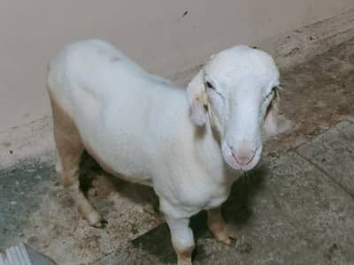 larkhana and khara available
