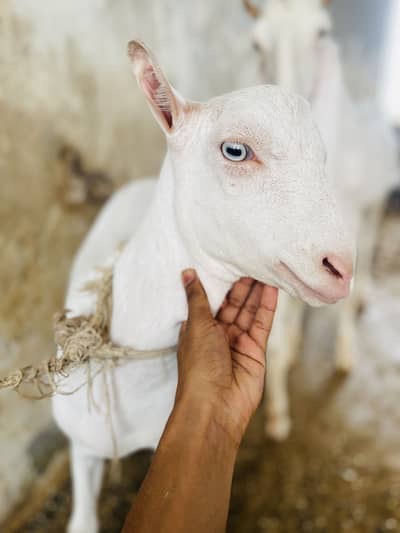 GOATS ( pure teddy)