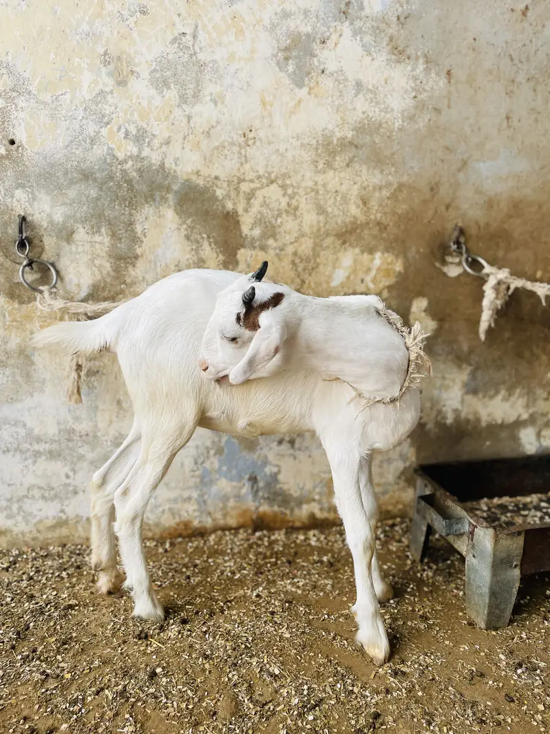 GOATS ( pure teddy) — photo 2