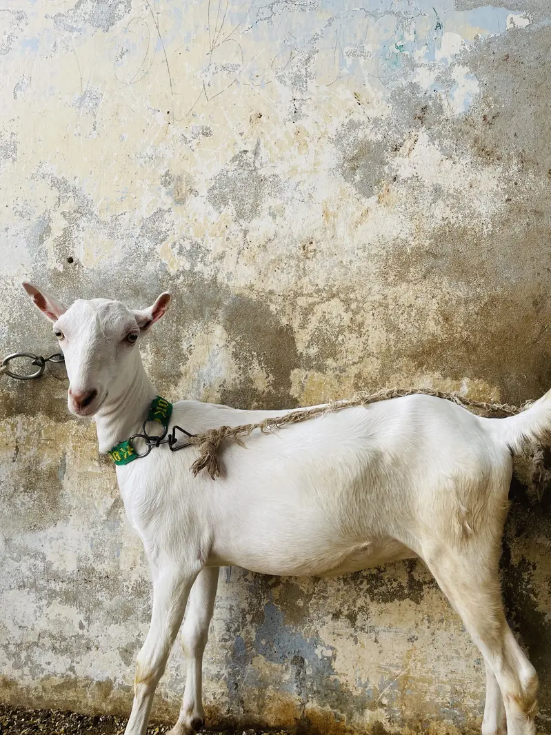 GOATS ( pure teddy) — photo 3
