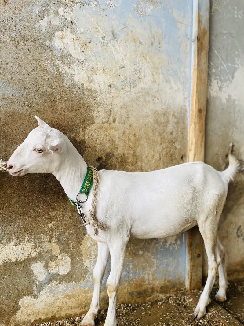 GOATS ( pure teddy) — photo 4