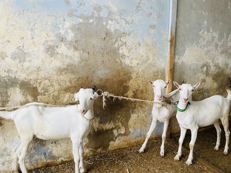 GOATS ( pure teddy) — photo 5