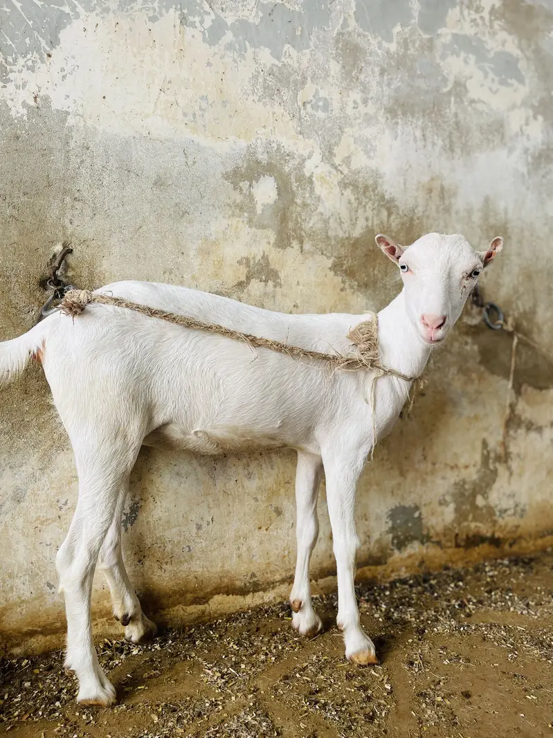 GOATS ( pure teddy) — photo 6