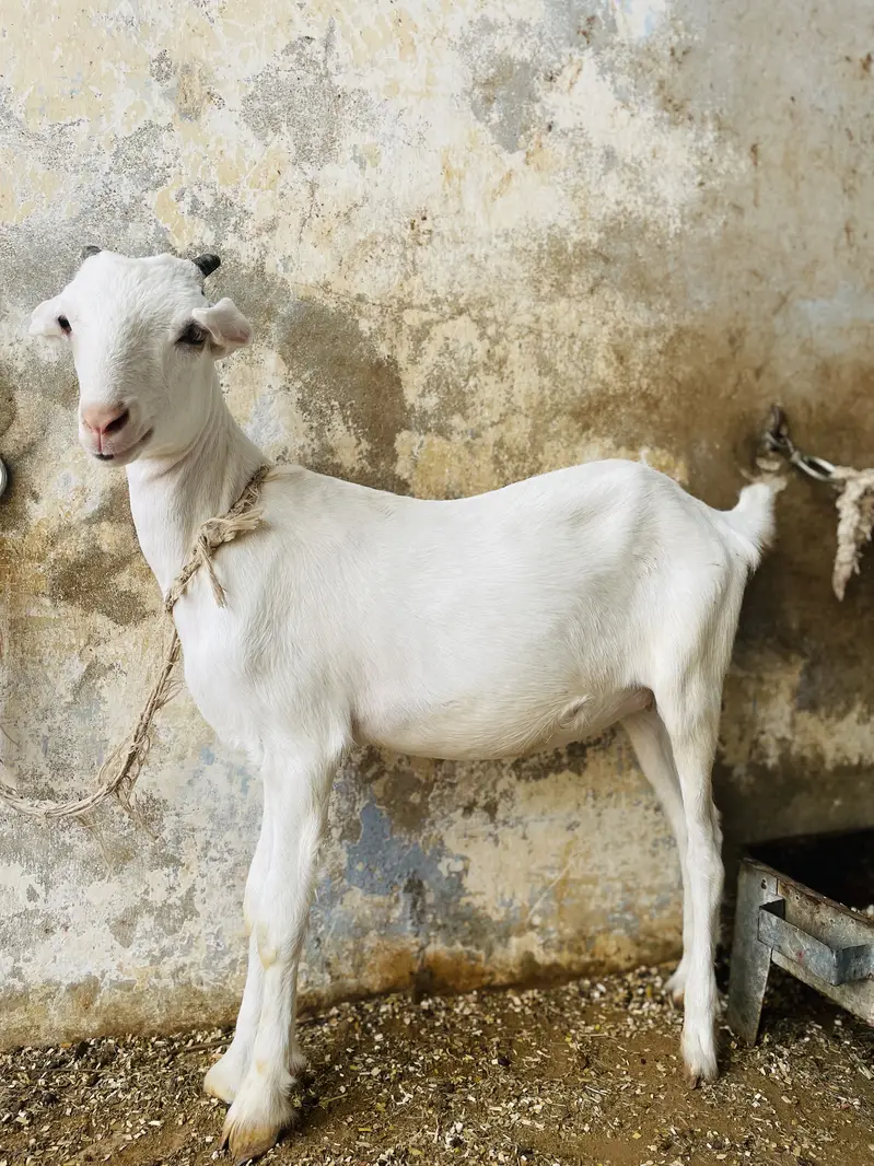 GOATS ( pure teddy) — photo 7