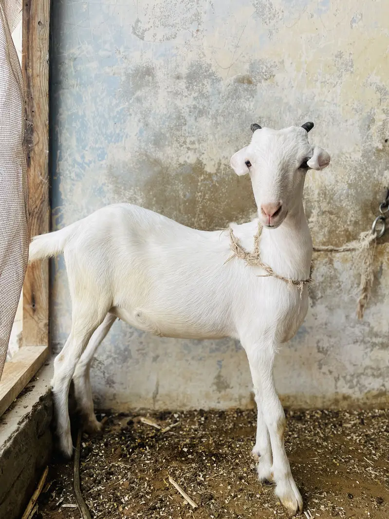GOATS ( pure teddy) — photo 8