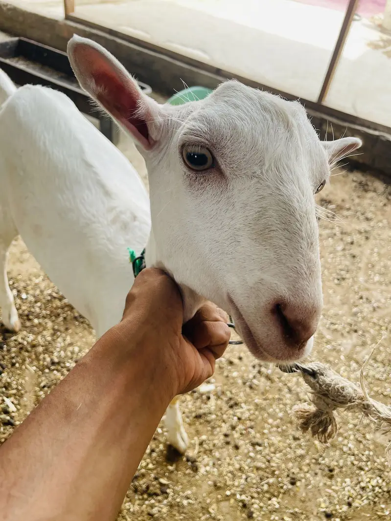 GOATS ( pure teddy) — photo 9