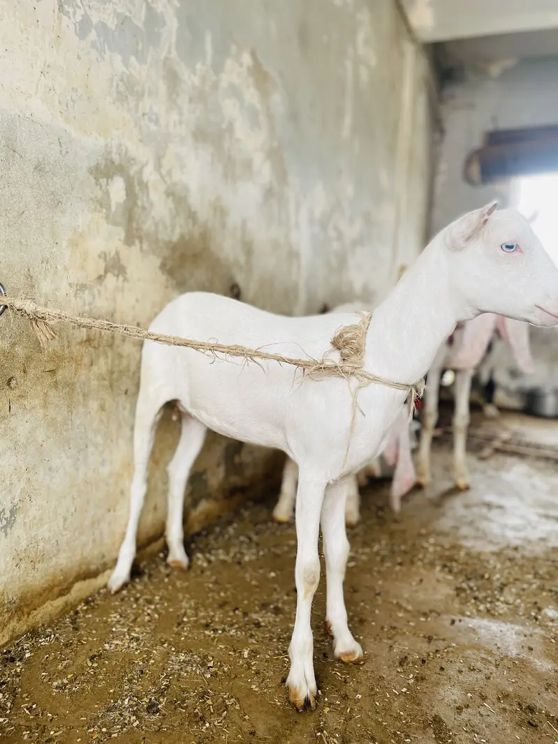 GOATS ( pure teddy) — photo 10