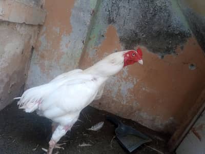 Heera Aseel Pair for sale