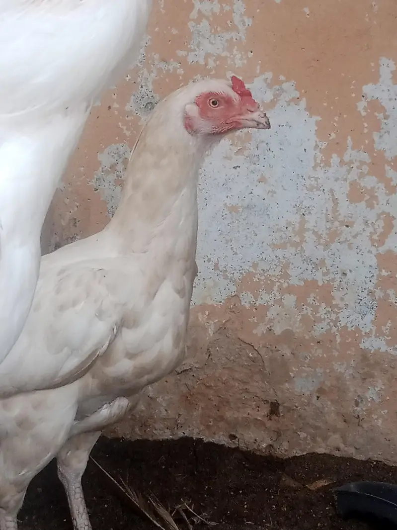 Heera Aseel Pair for sale — photo 2