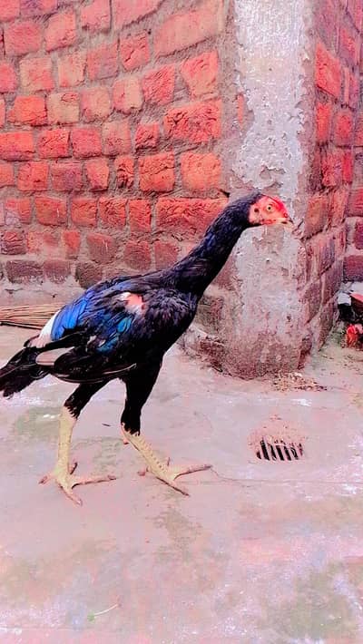 Aseel mianwali mushkil Chros ma phatha pathi available