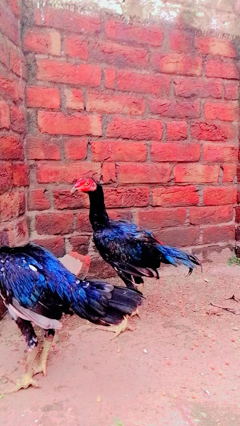 Aseel mianwali mushkil Chros ma phatha pathi available — photo 2