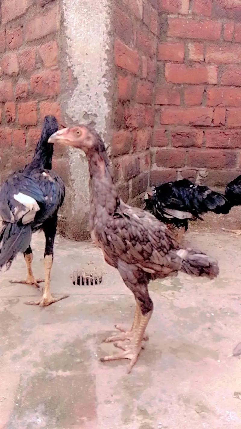 Aseel mianwali mushkil Chros ma phatha pathi available — photo 3