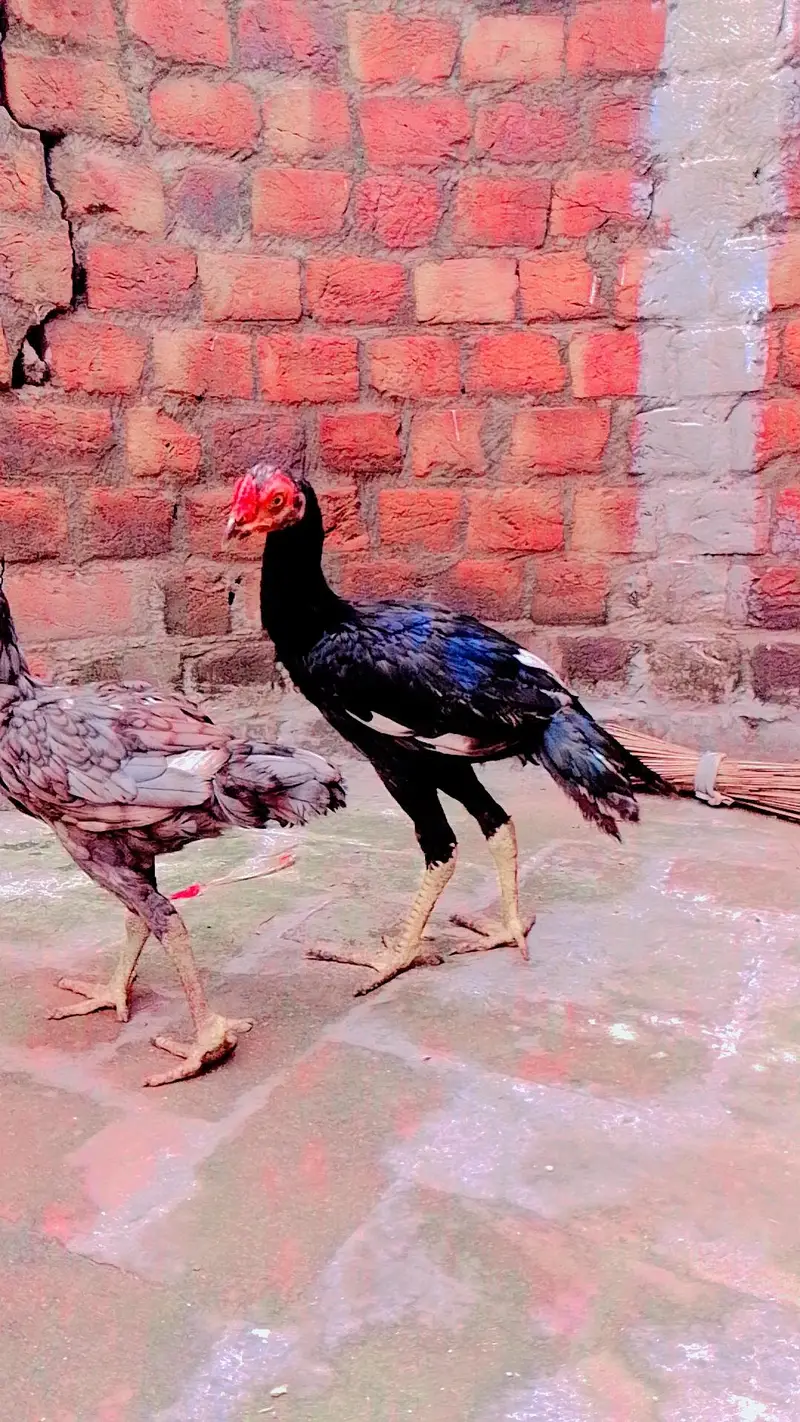 Aseel mianwali mushkil Chros ma phatha pathi available — photo 4