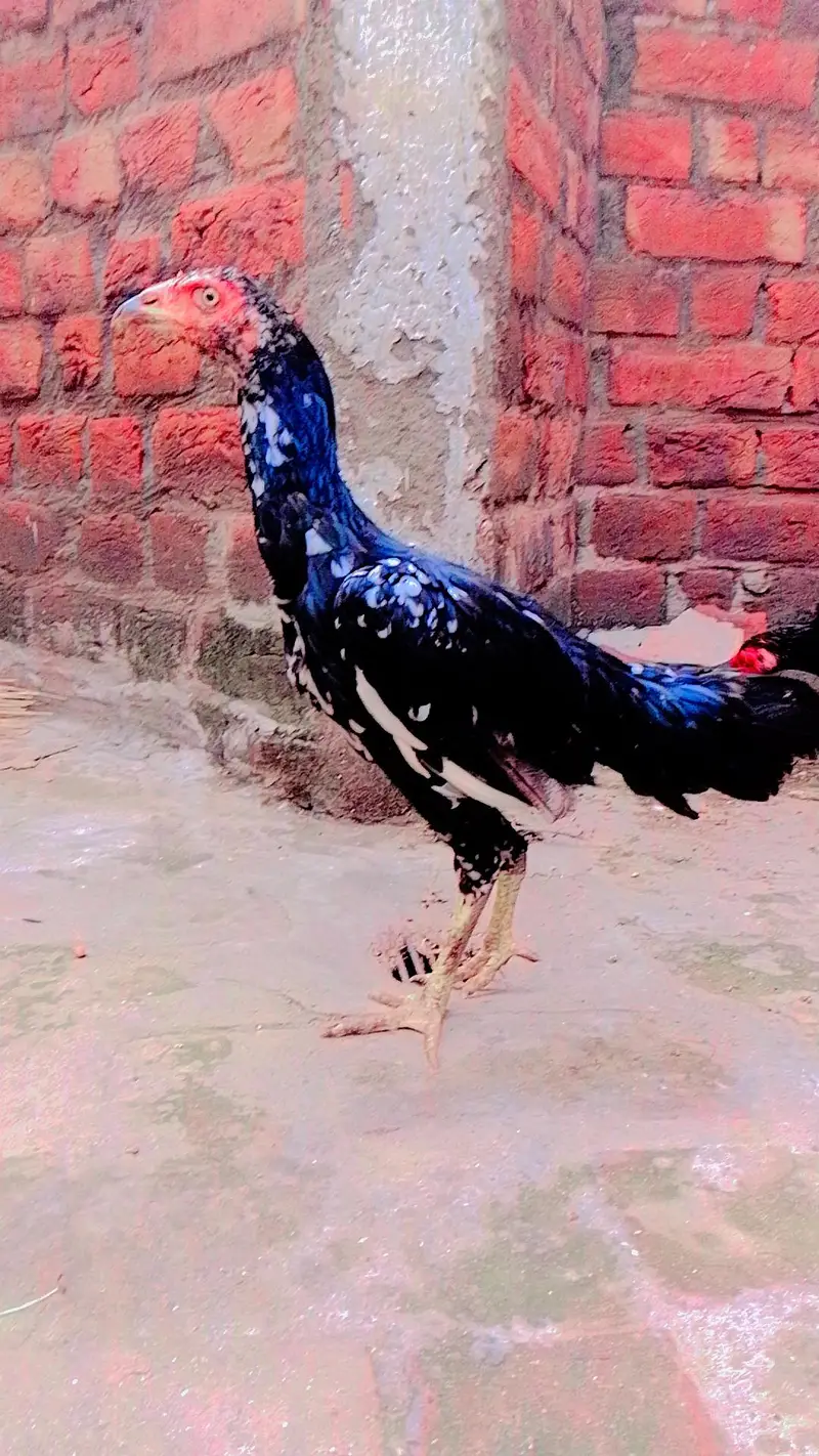 Aseel mianwali mushkil Chros ma phatha pathi available — photo 5