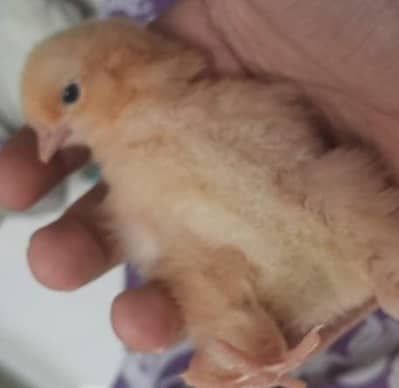 golden buff chicks