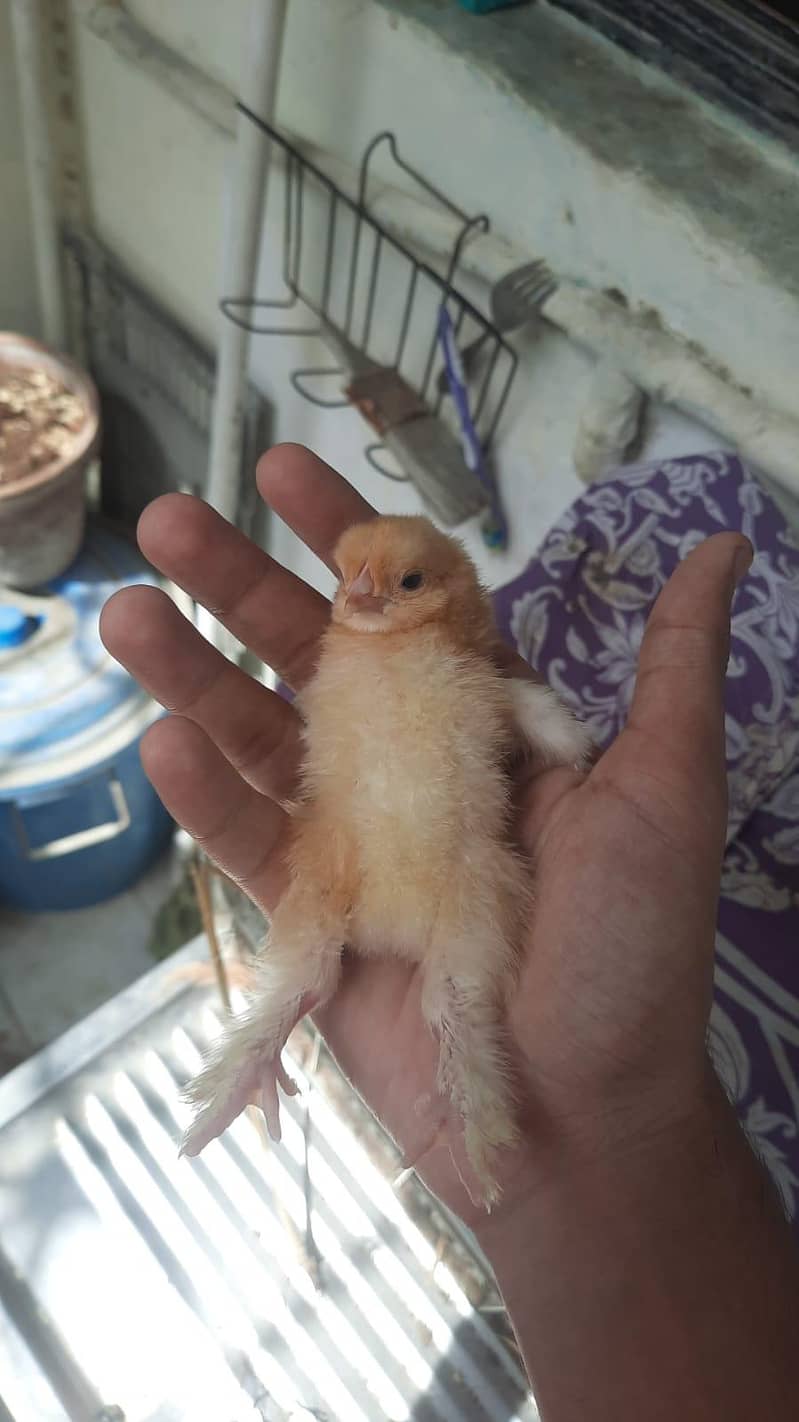 golden buff chicks 1