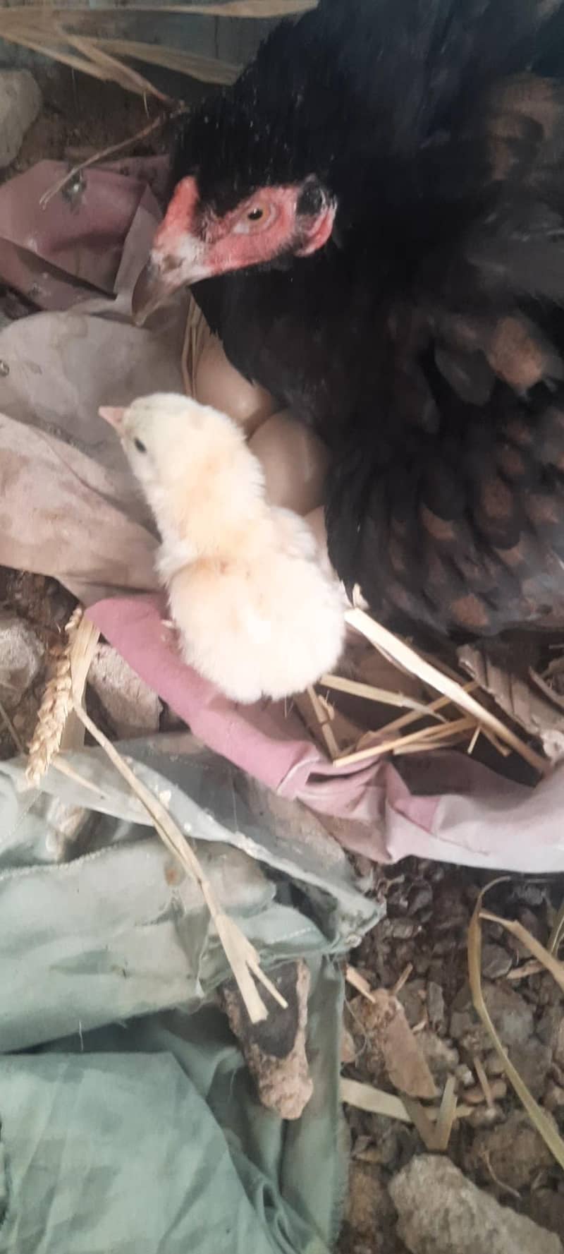 golden buff chicks 2