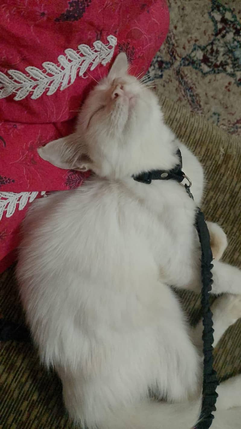 A white cat 0