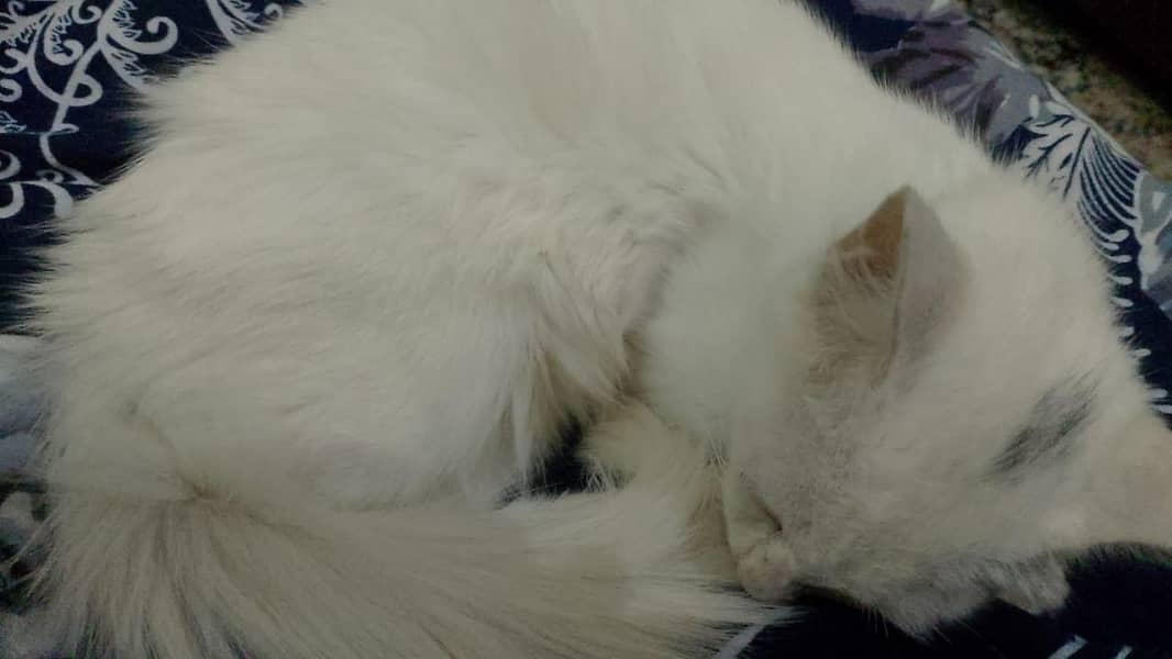 A white cat 1