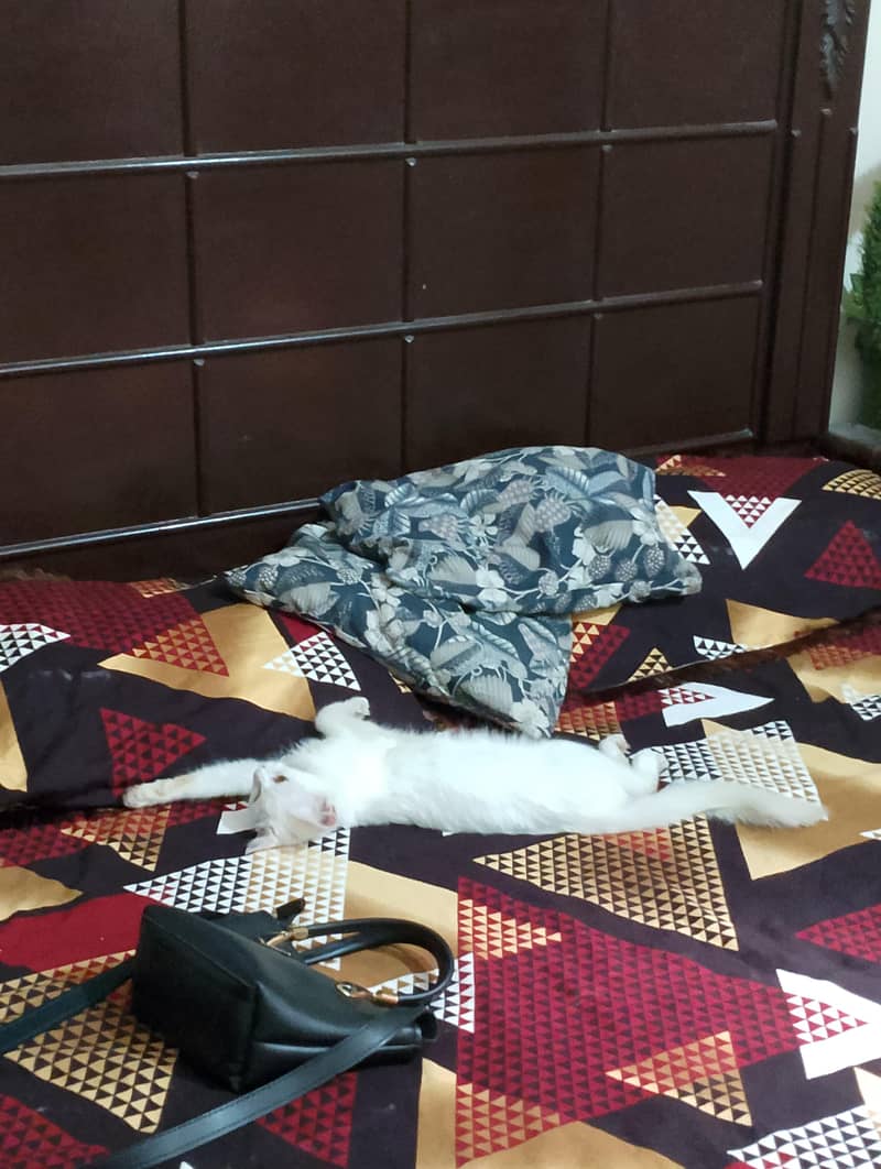 A white cat 2