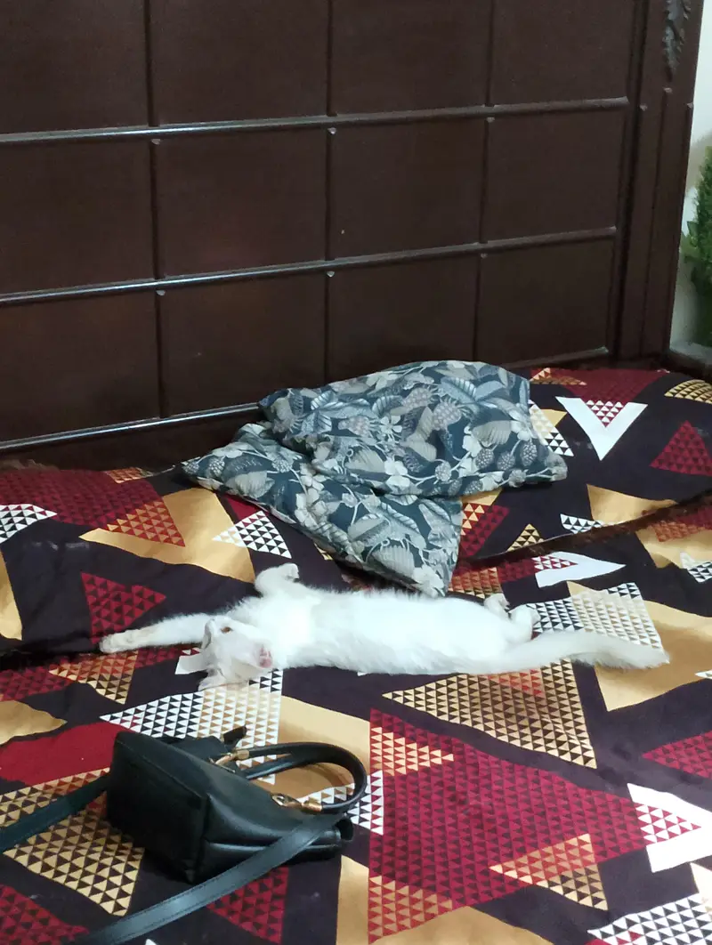 A white cat — photo 3