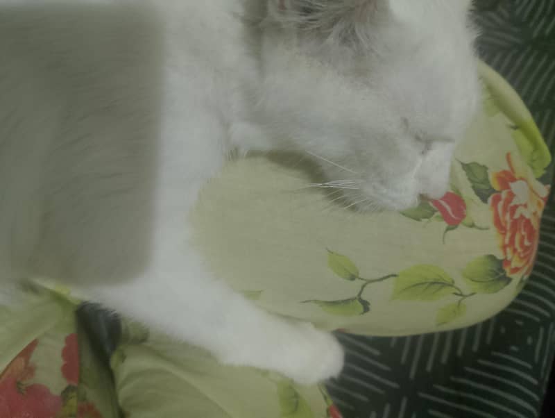 A white cat 3