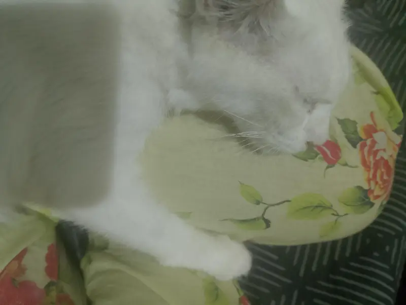 A white cat — photo 4