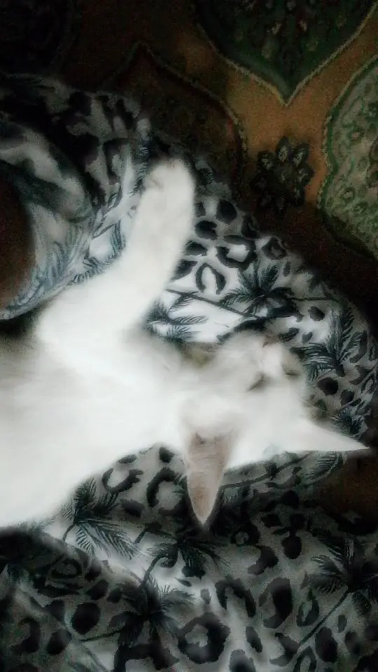 A white cat — photo 5