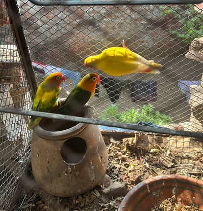 lovebirds