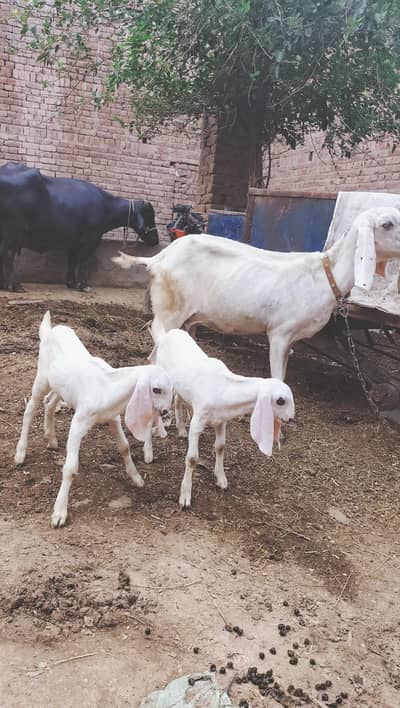 4 choty Male baby 1 Goat boht Achi quality