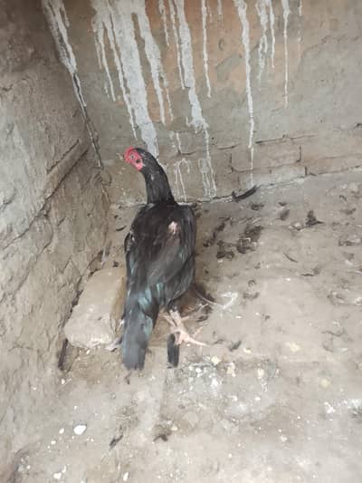 Aseel hen in Black