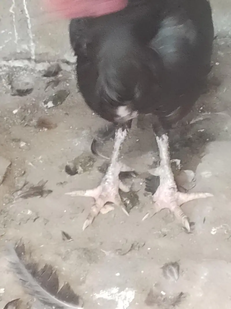 Aseel hen in Black — photo 2