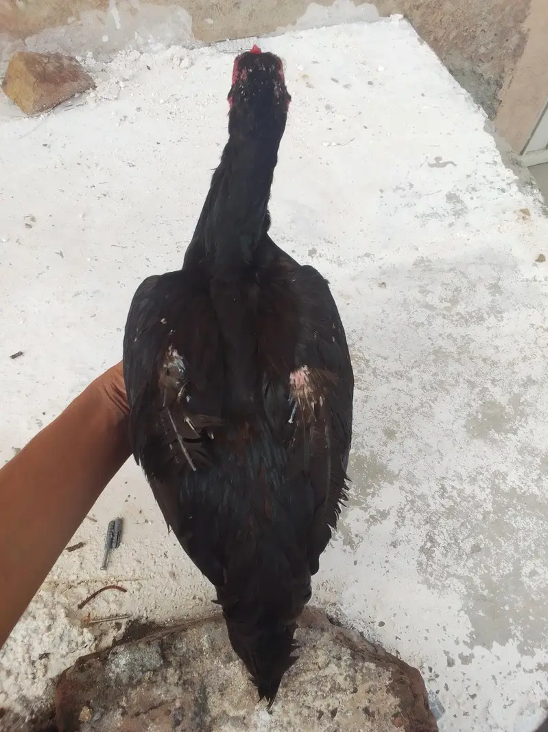 Aseel hen in Black — photo 3
