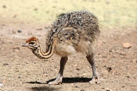  Healthy Ostrich Chicks Available! 10 Days Old