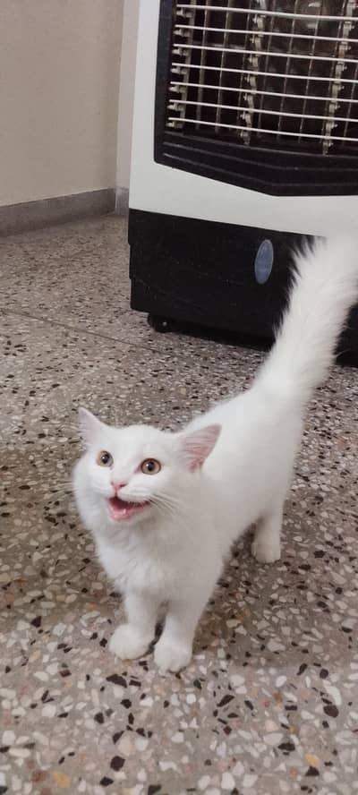 Adult white female cat