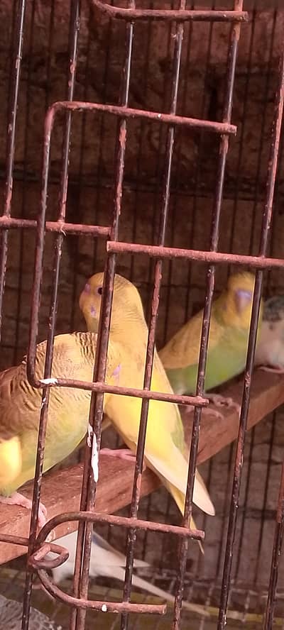 2 month old all budges parites fore sale