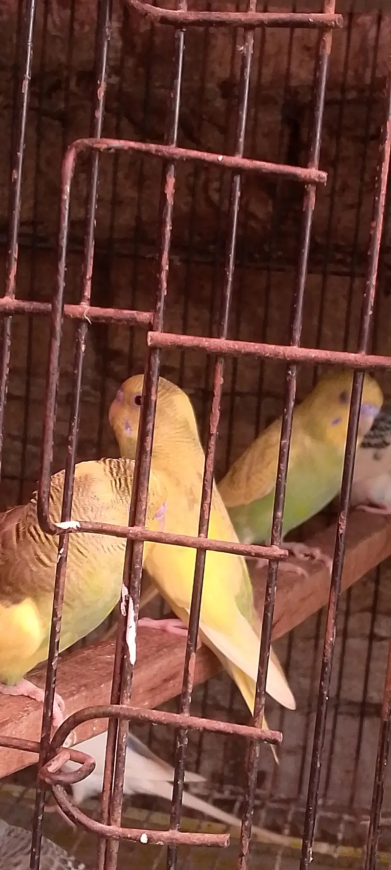2 month old all budges parites fore sale — photo 2