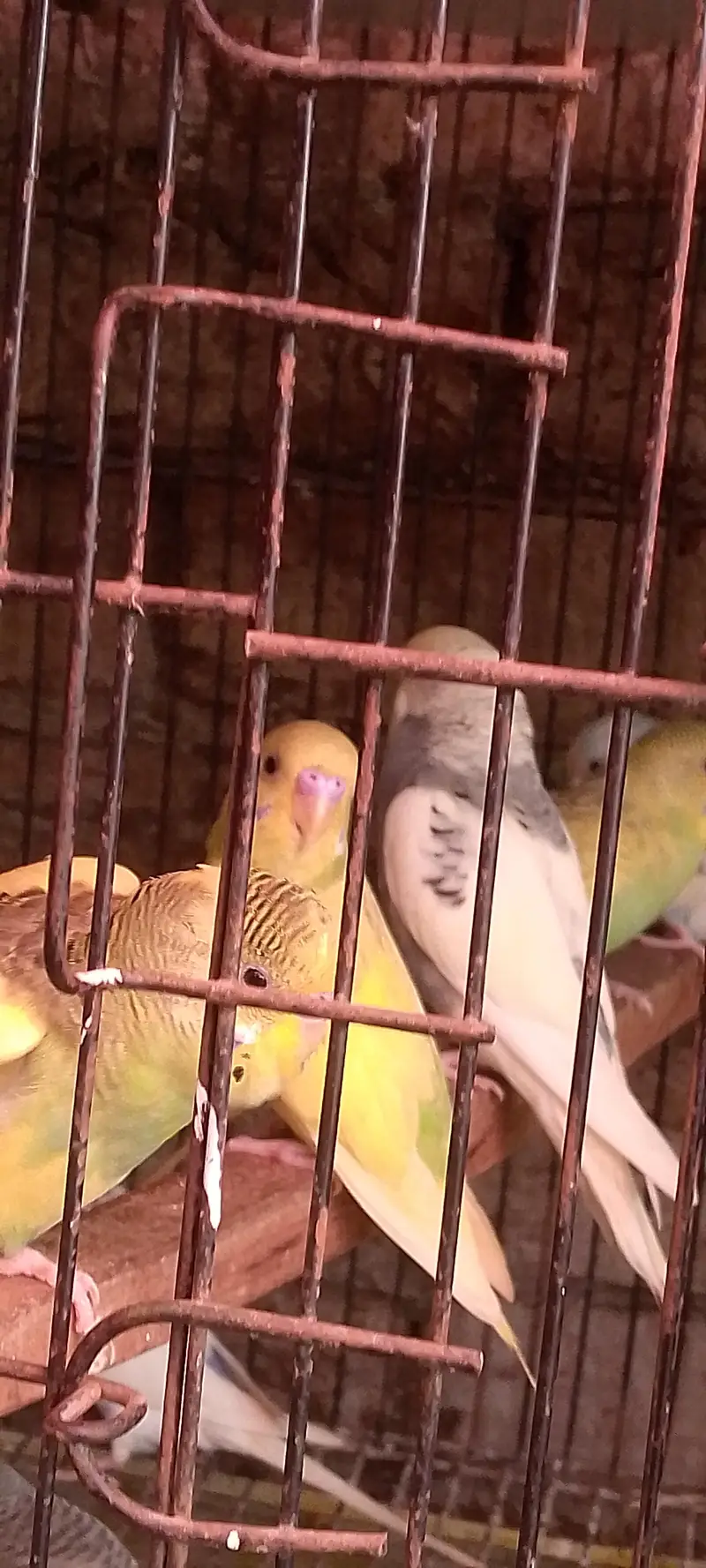 2 month old all budges parites fore sale — photo 3
