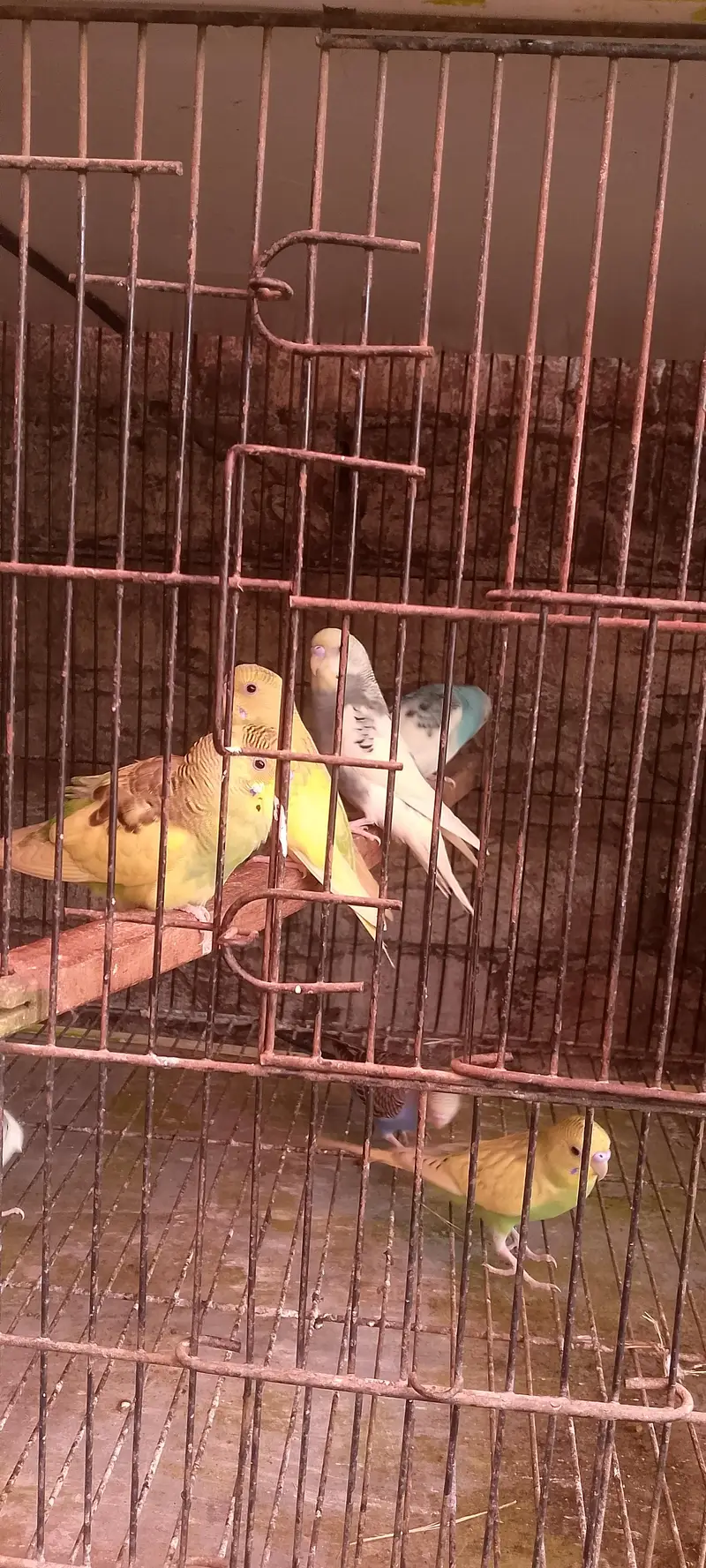 2 month old all budges parites fore sale — photo 4