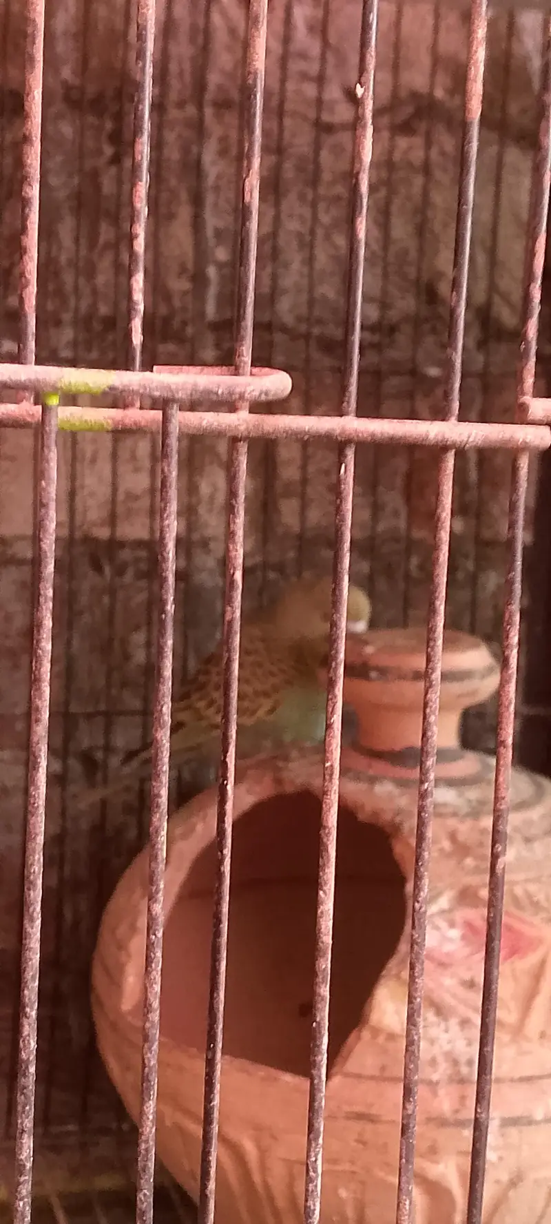 2 month old all budges parites fore sale — photo 5