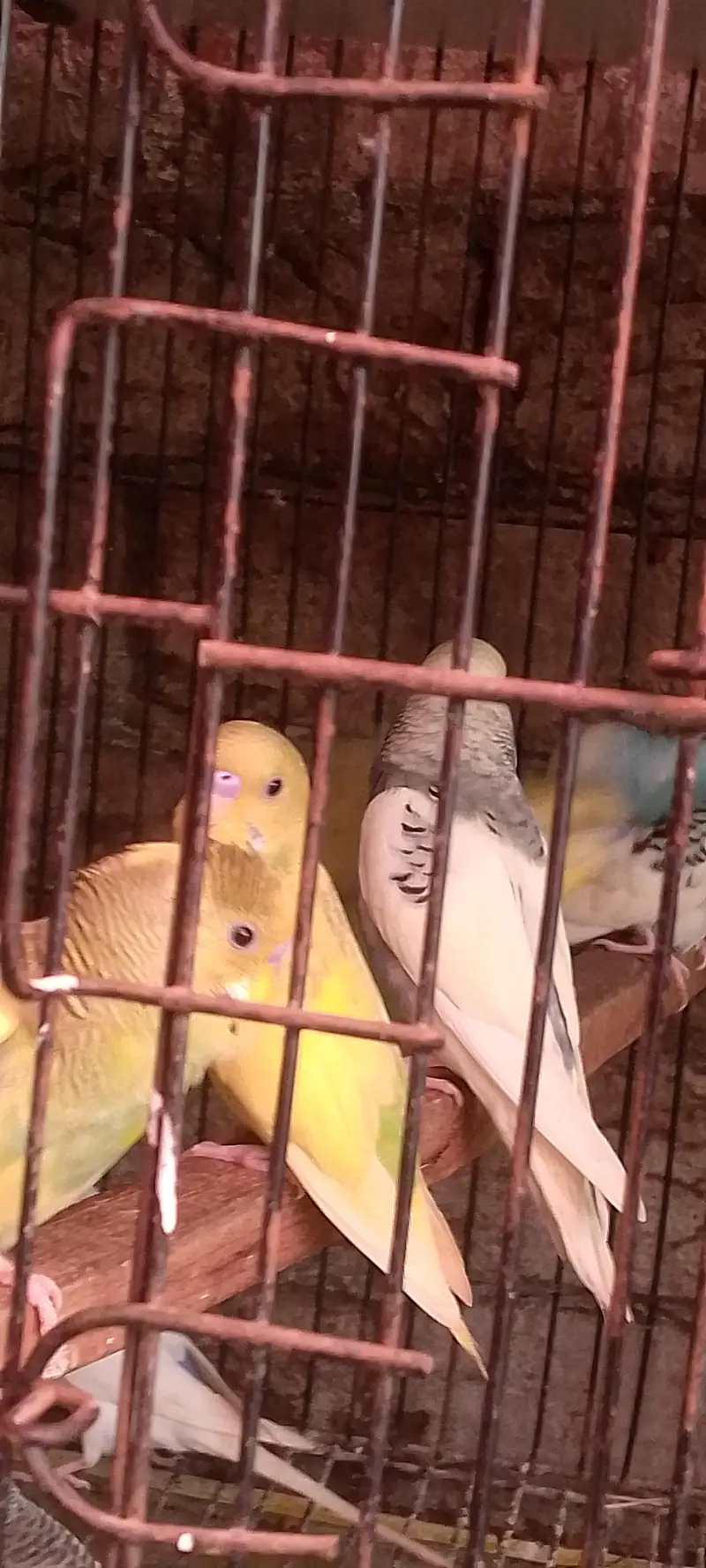2 month old all budges parites fore sale — photo 6